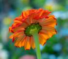 USA-Washington State-Pacific Northwest-Sammamish close-up of State Fair Zinnia Art Print
